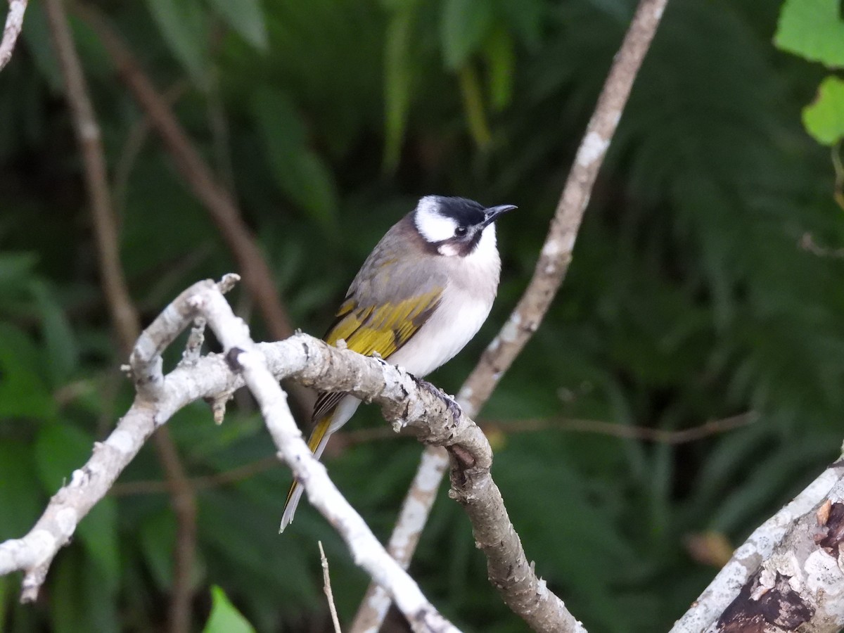 Нангиад бөлбөл - ML646967873