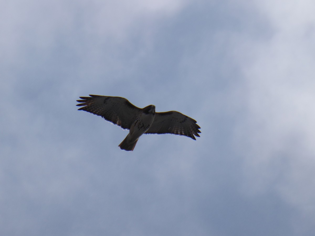 Zapelatz buztangorria - ML646967874