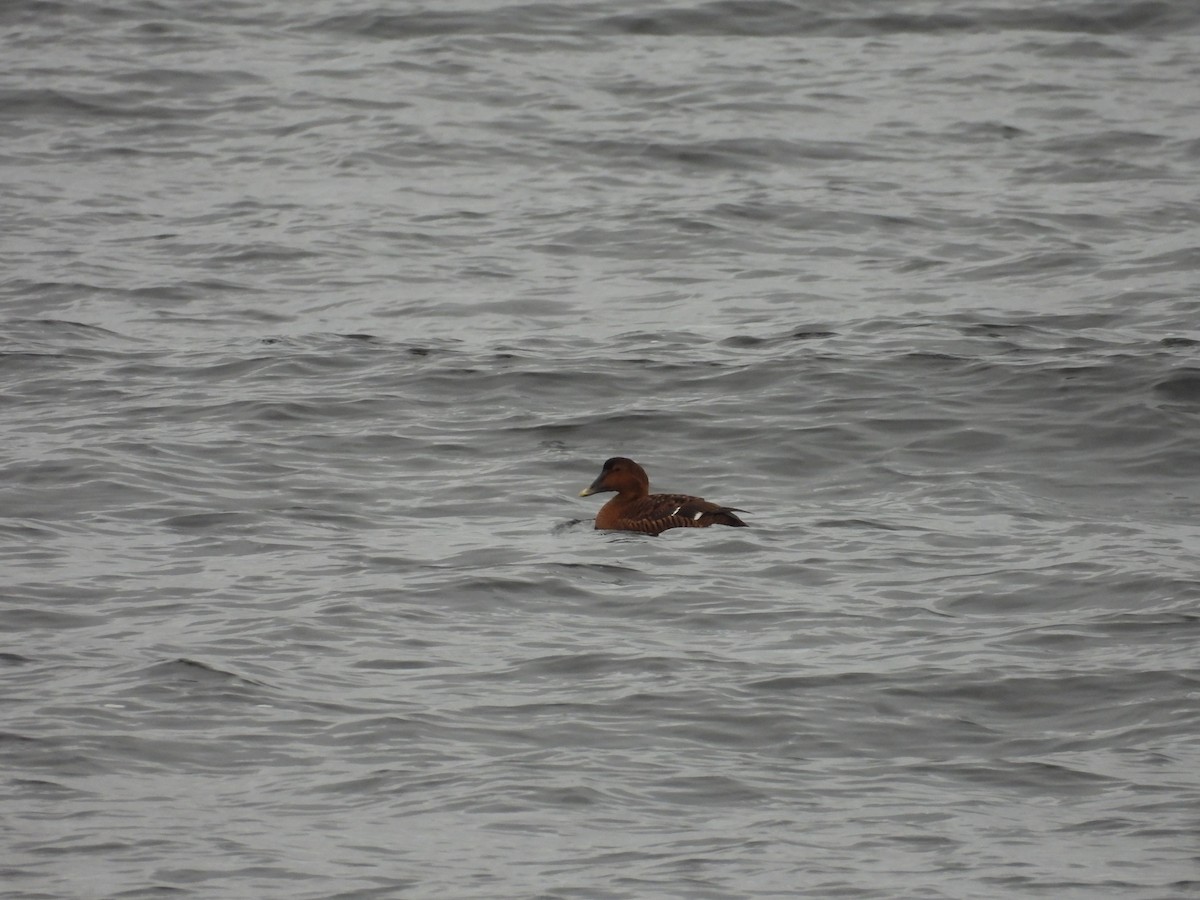Common Eider - ML646967876