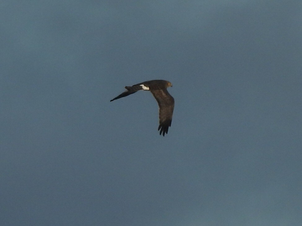 זרון אמריקני - ML646967877