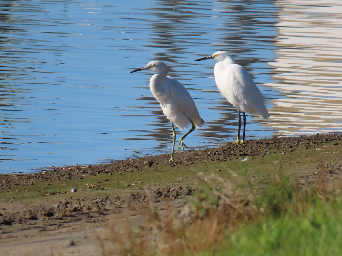 volavka modrošedá - ML646967880