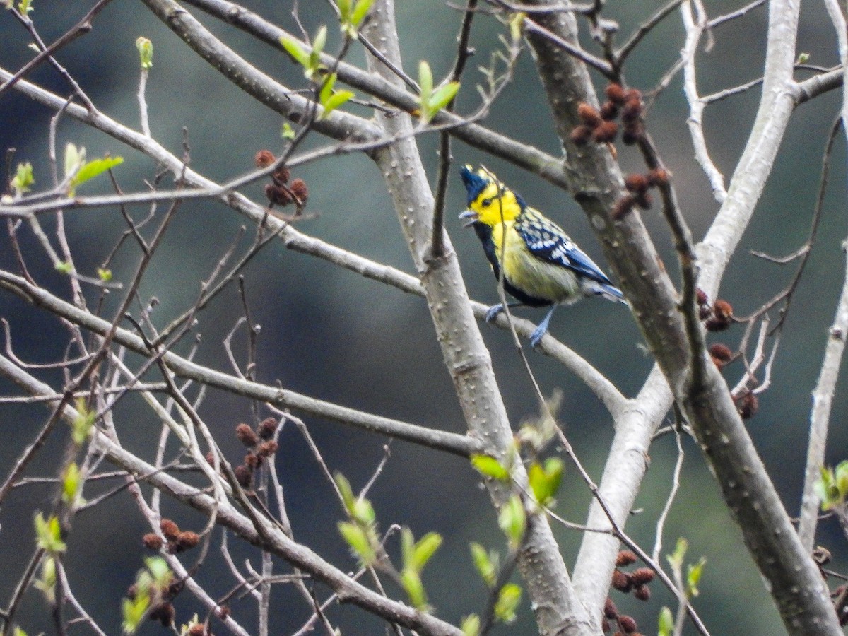 Yellow-cheeked Tit - ML646967881