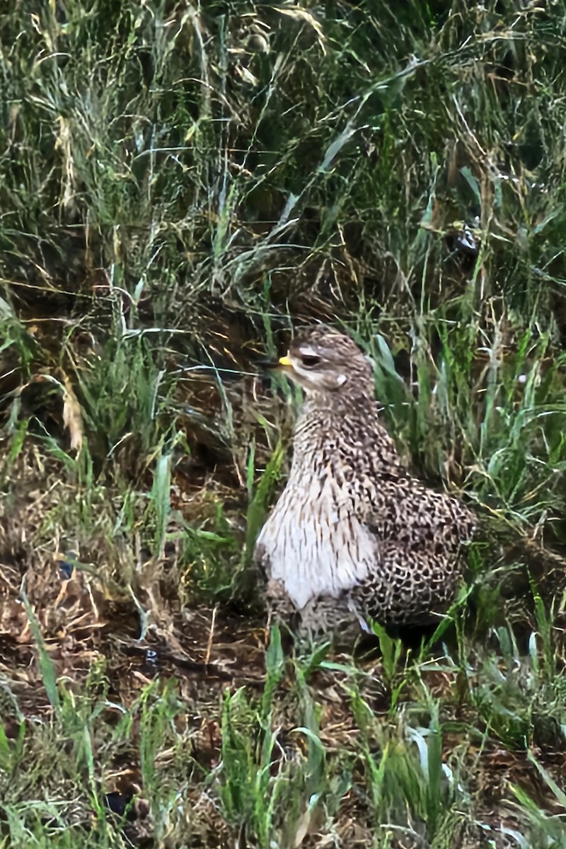 Spotted Thick-knee - ML646967884