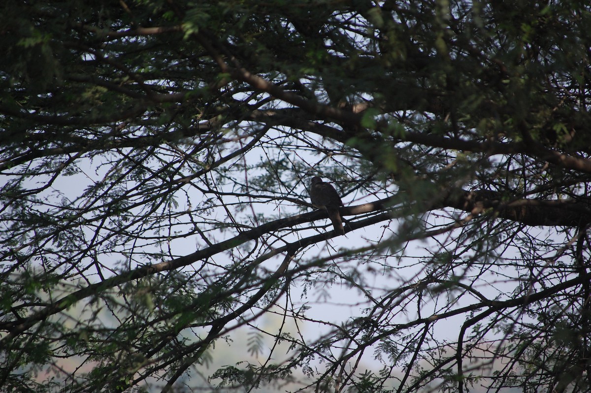 Laughing Dove - ML646967896