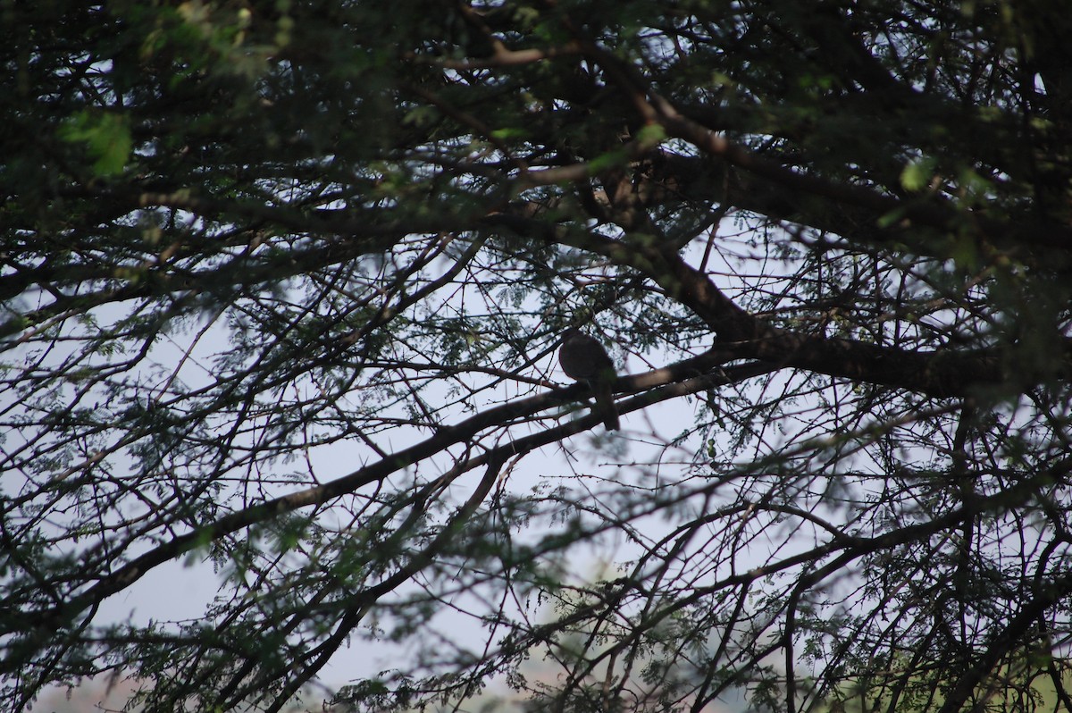 Laughing Dove - ML646967897