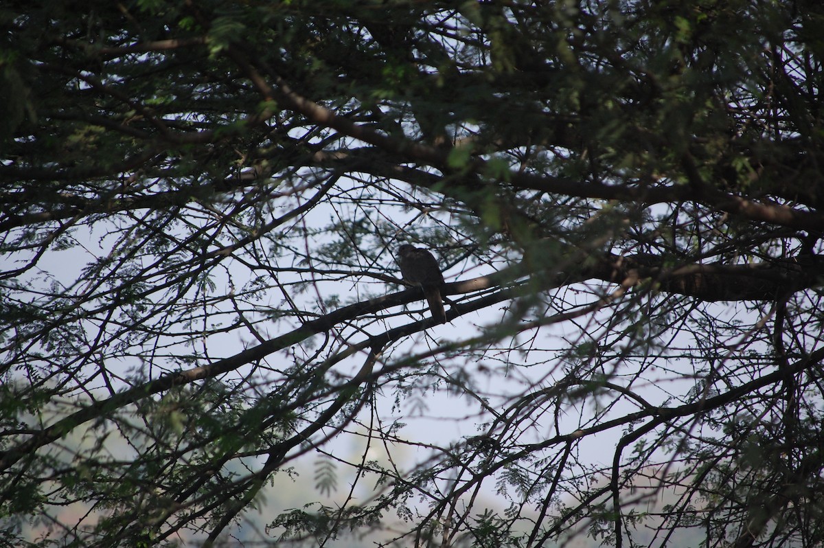 Laughing Dove - ML646967898