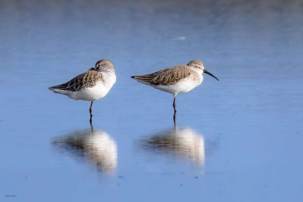 Piovanello comune - ML646967906