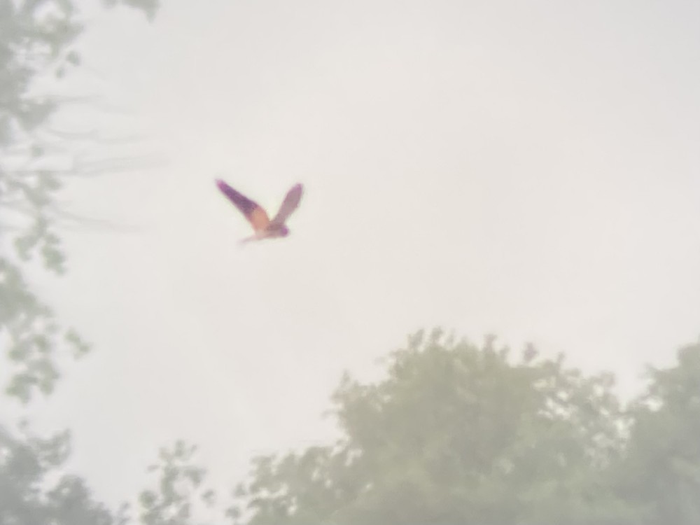 Lesser Kestrel - ML646967912