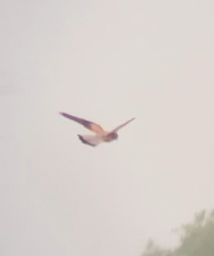 Lesser Kestrel - ML646967913