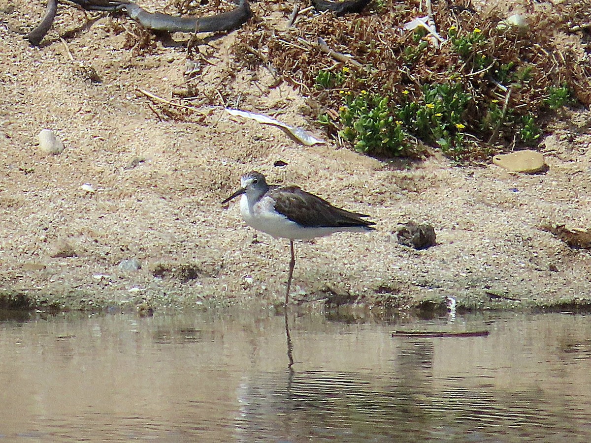 青足鷸 - ML646967915