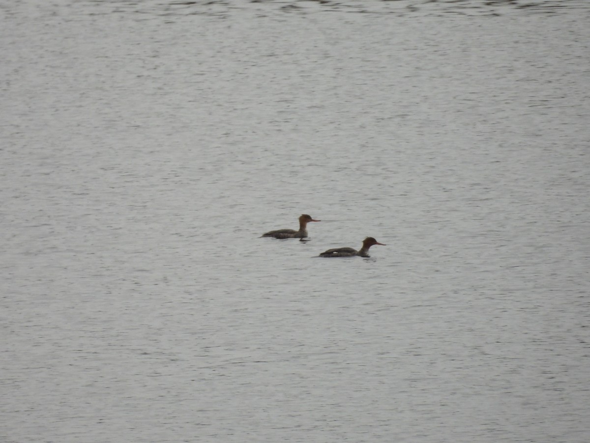Red-breasted Merganser - ML646967922