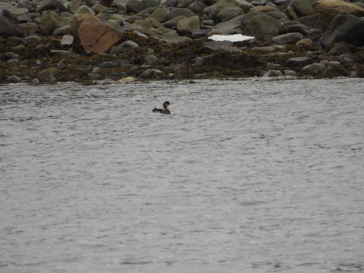 Red-breasted Merganser - ML646967923