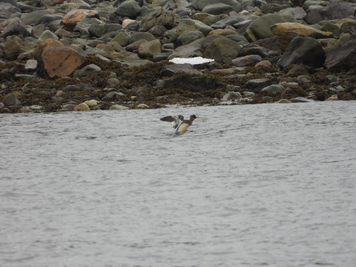 Red-breasted Merganser - ML646967924