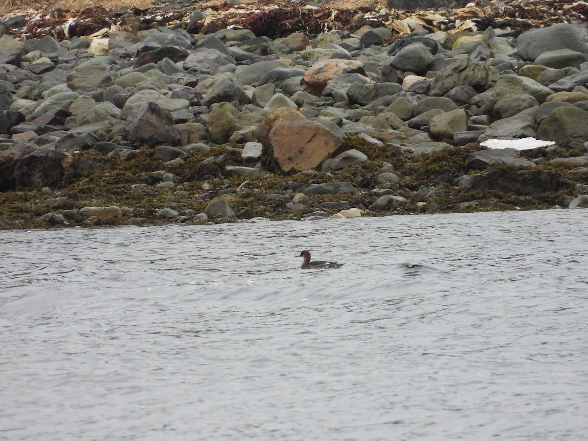 Red-breasted Merganser - ML646967925