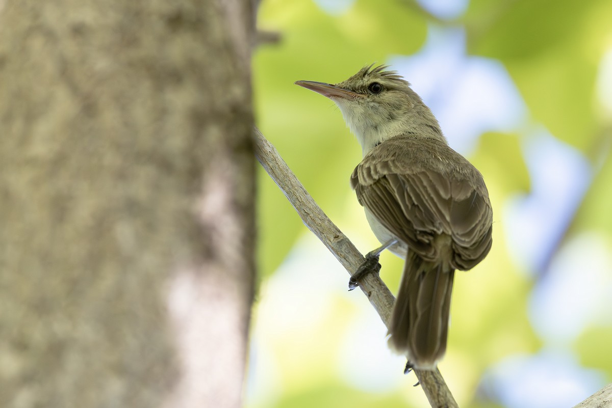 Очеретянка туамотуанська - ML646967926