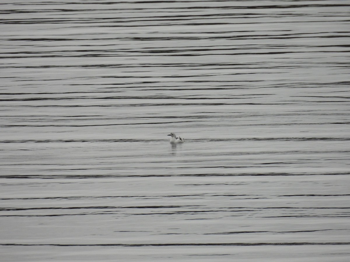 Black Guillemot - ML646967928