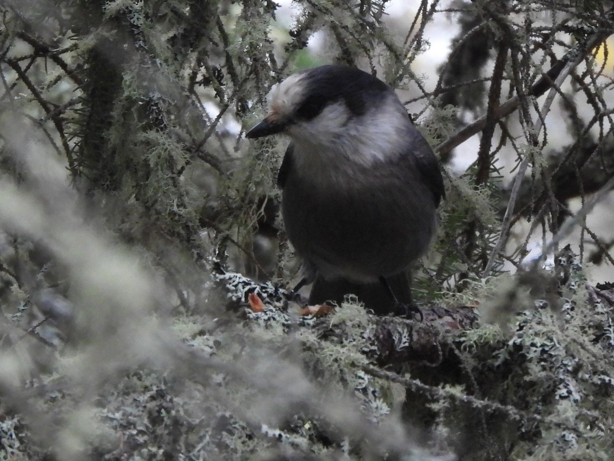 Canada Jay (Boreal) - ML646967929