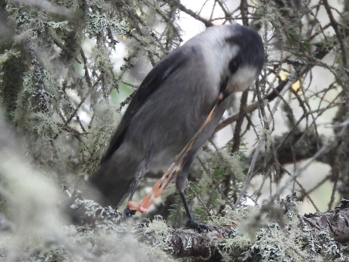 Canada Jay (Boreal) - ML646967930
