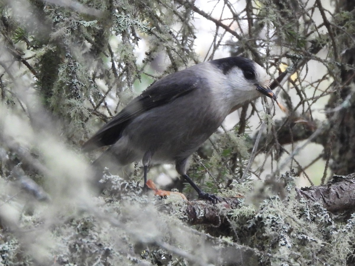 Canada Jay (Boreal) - ML646967931
