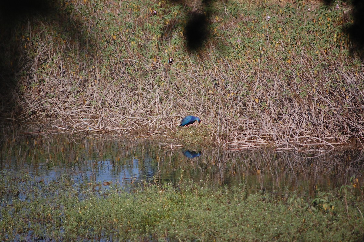 slípka šedohlavá - ML646967934