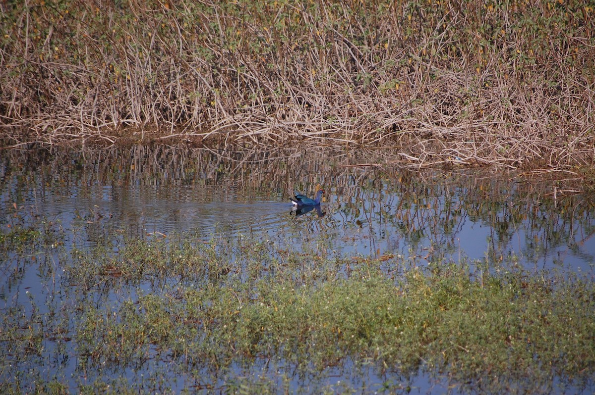 slípka šedohlavá - ML646967935