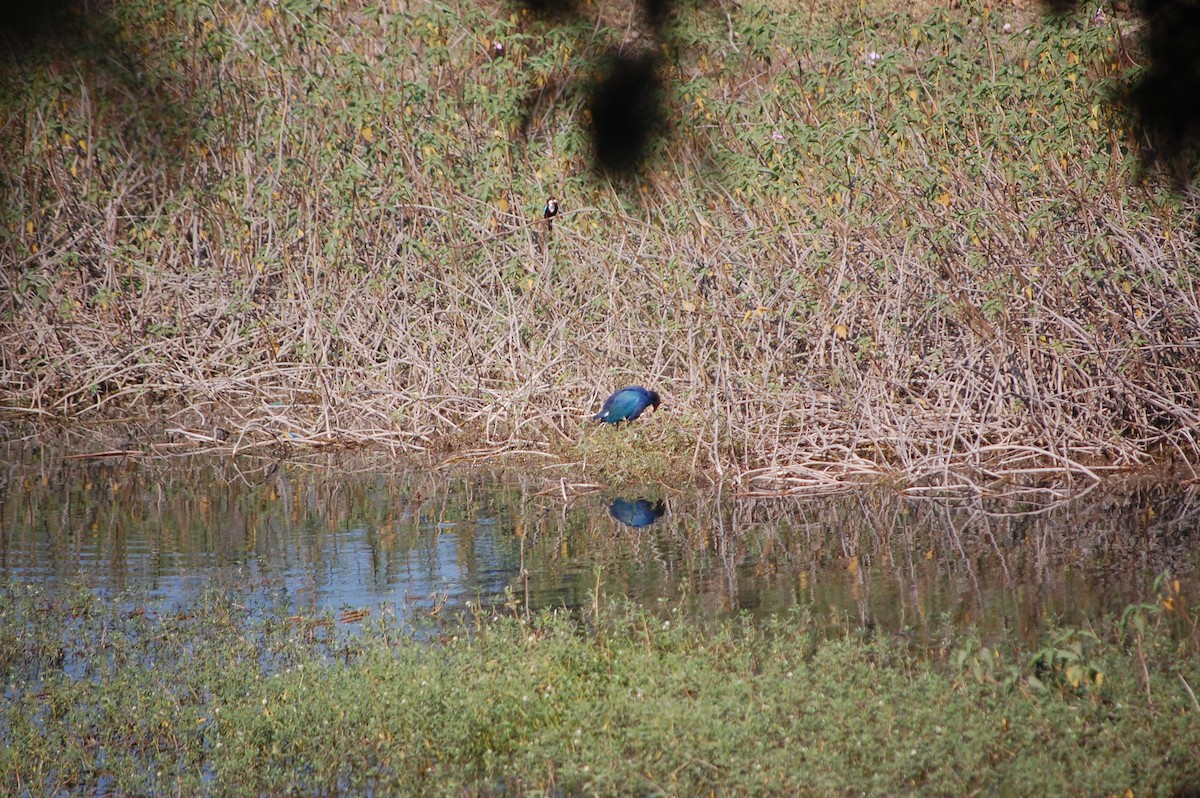 slípka šedohlavá - ML646967936