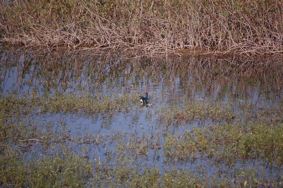 slípka šedohlavá - ML646967937