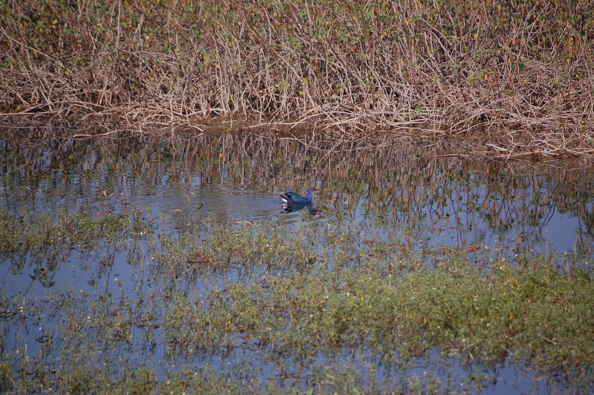 slípka šedohlavá - ML646967938