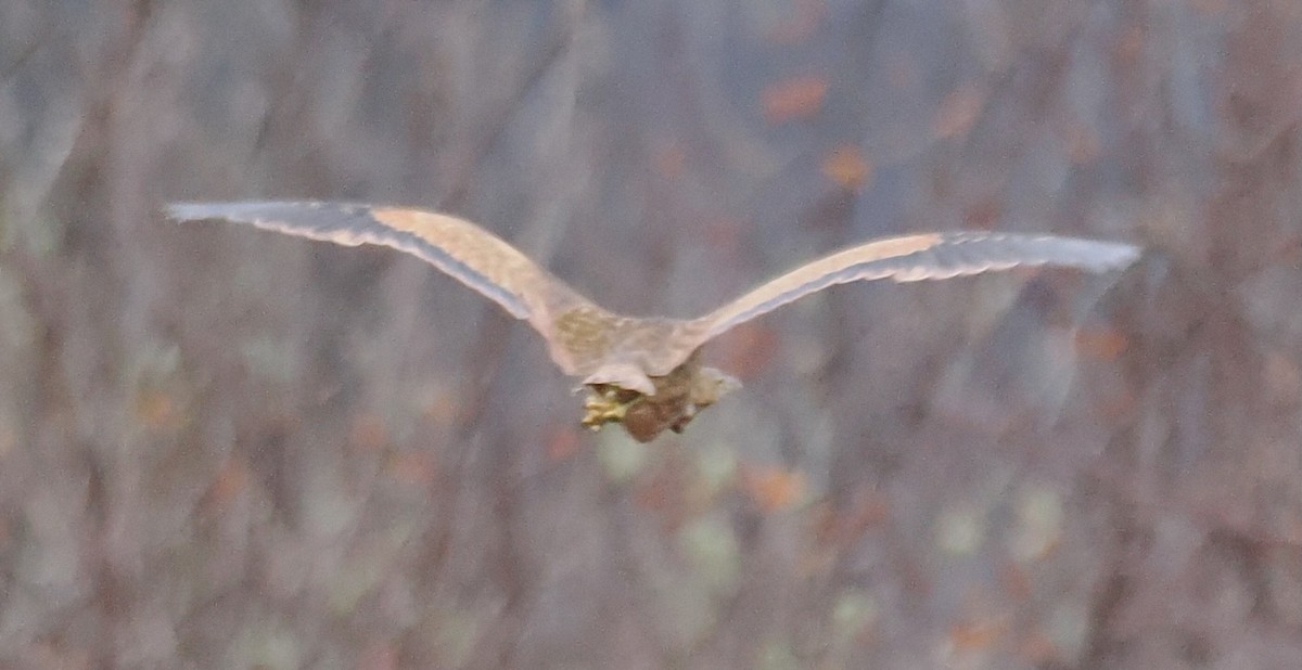 American Bittern - ML646967939