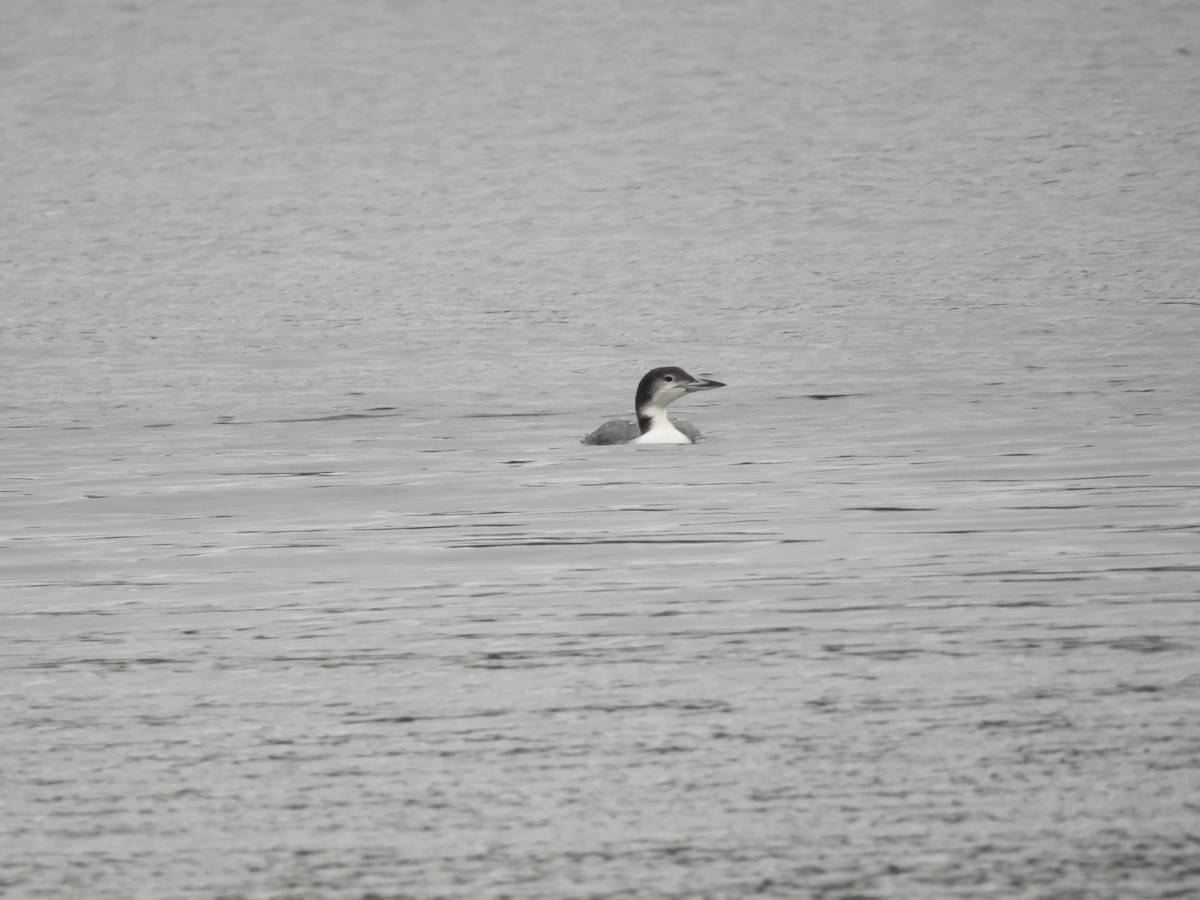 Common Loon - ML646967942