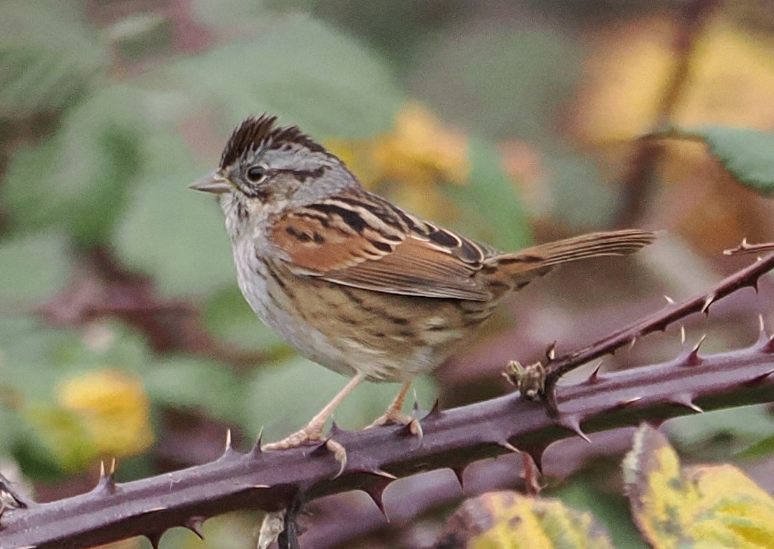 Swamp Sparrow - ML646967945