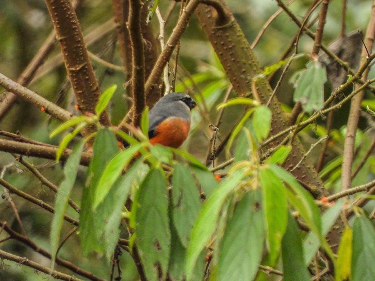 Gray-headed Bullfinch - ML646967950
