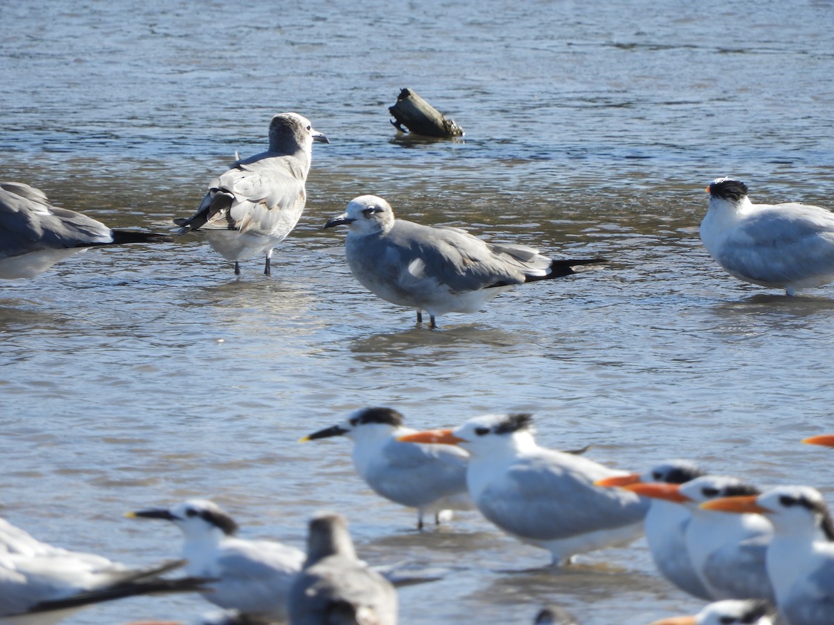 Antxeta mokogorri amerikarra - ML646967951