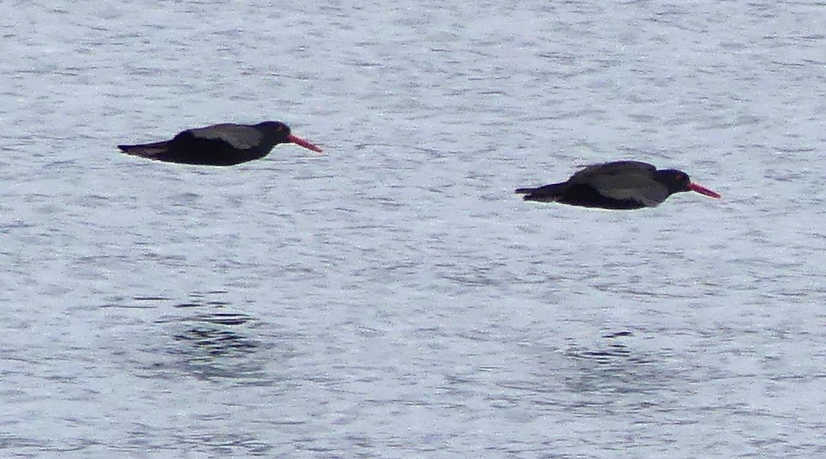 Black Oystercatcher - ML646967954