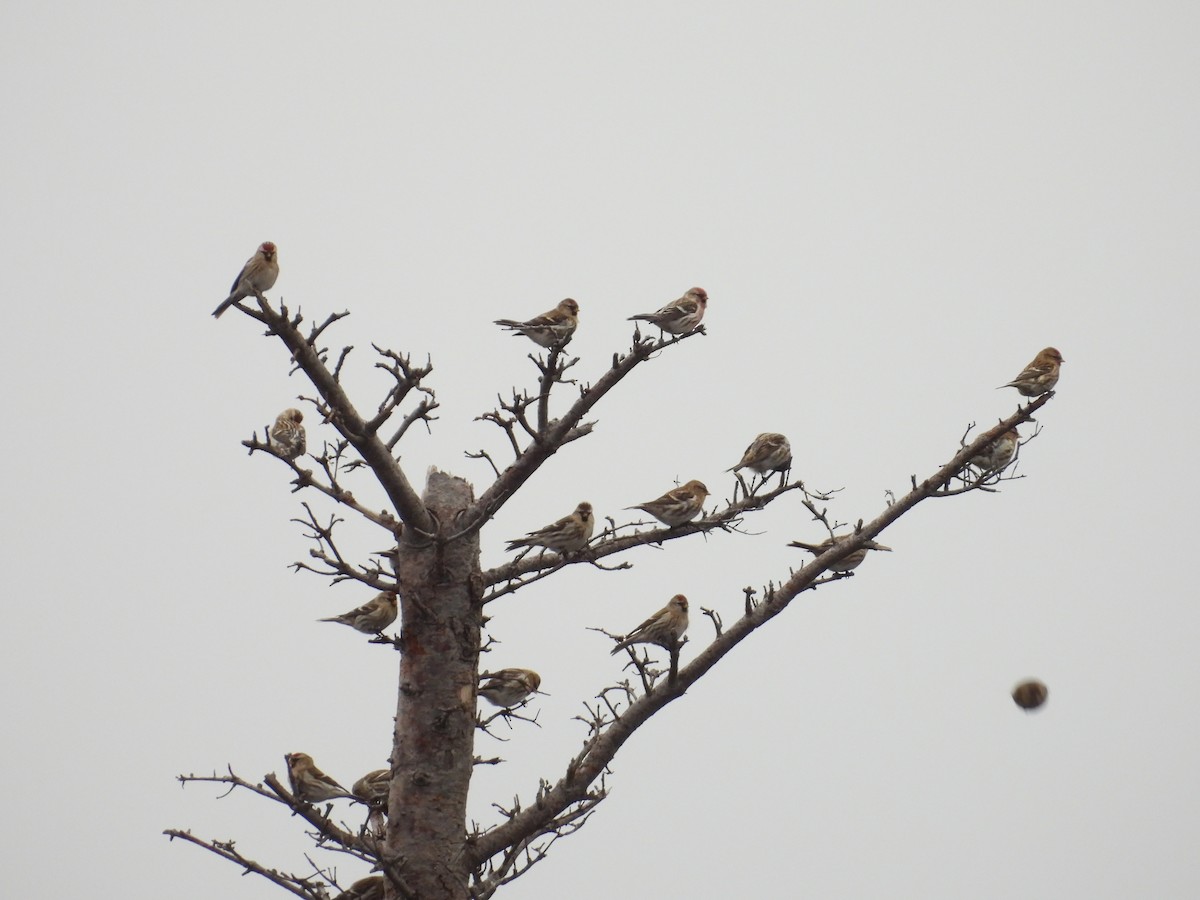 Redpoll (Common) - ML646967958