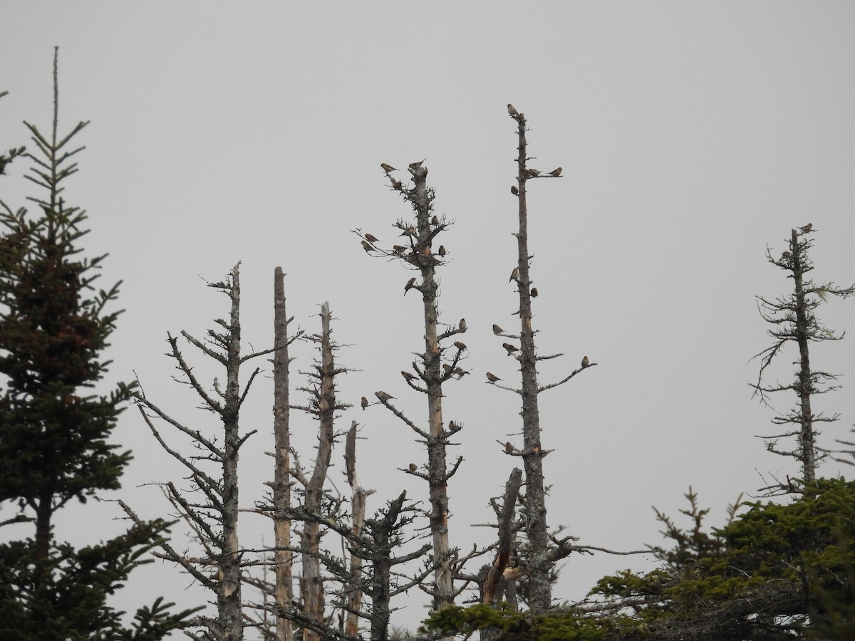 Redpoll (Common) - ML646967959