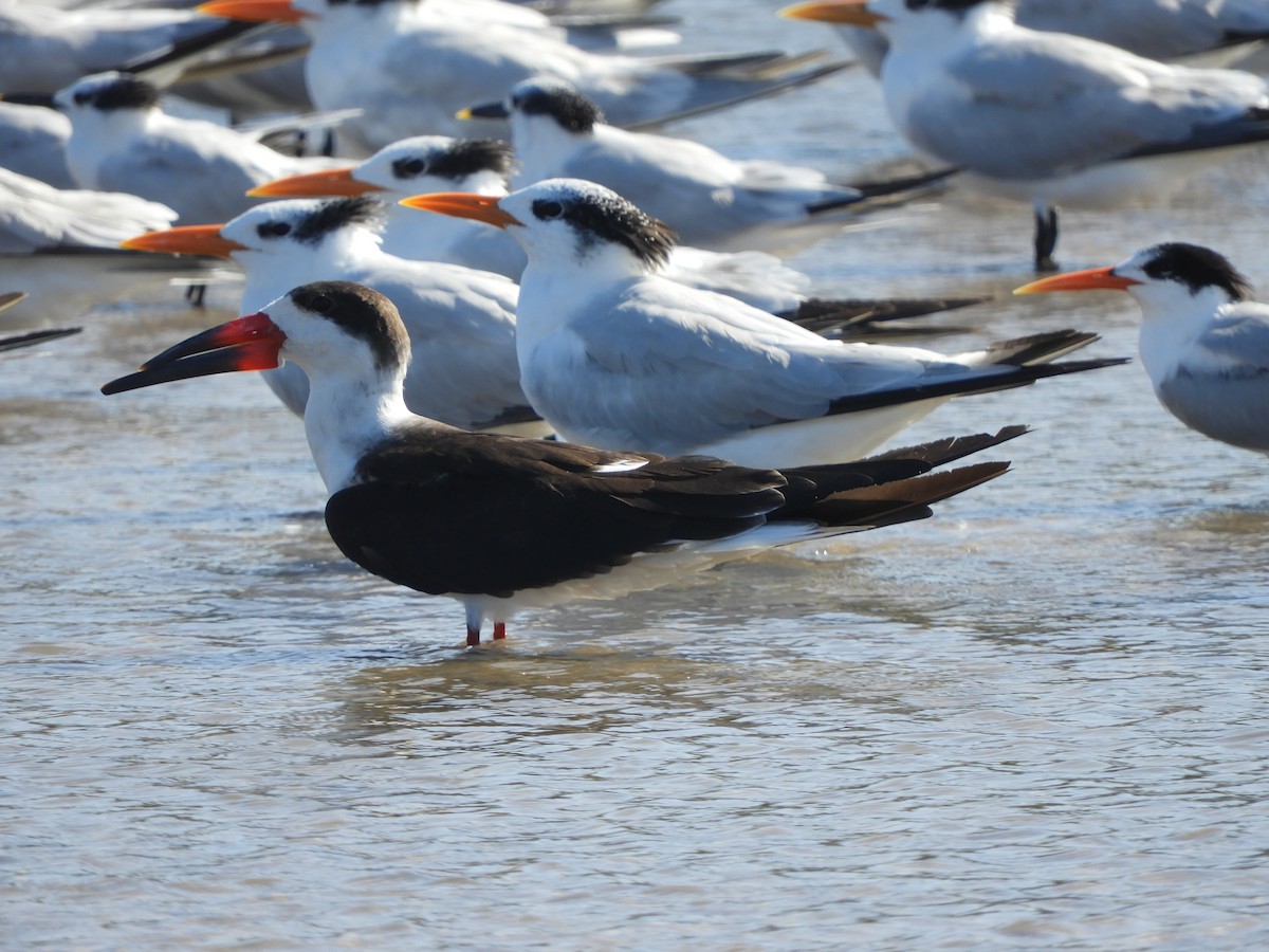 Aizturmoko amerikarra - ML646967962