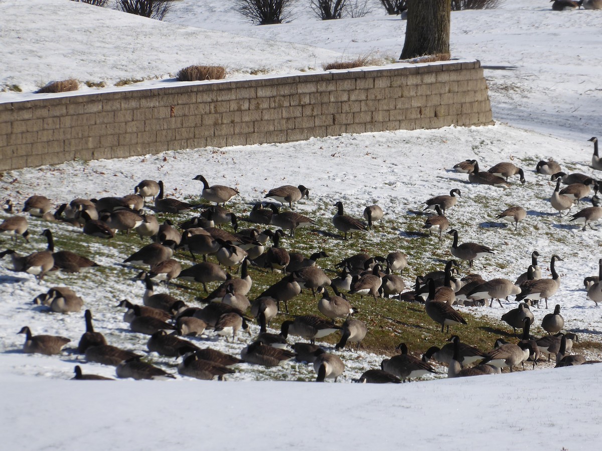 Branta kanadar handia - ML646967974