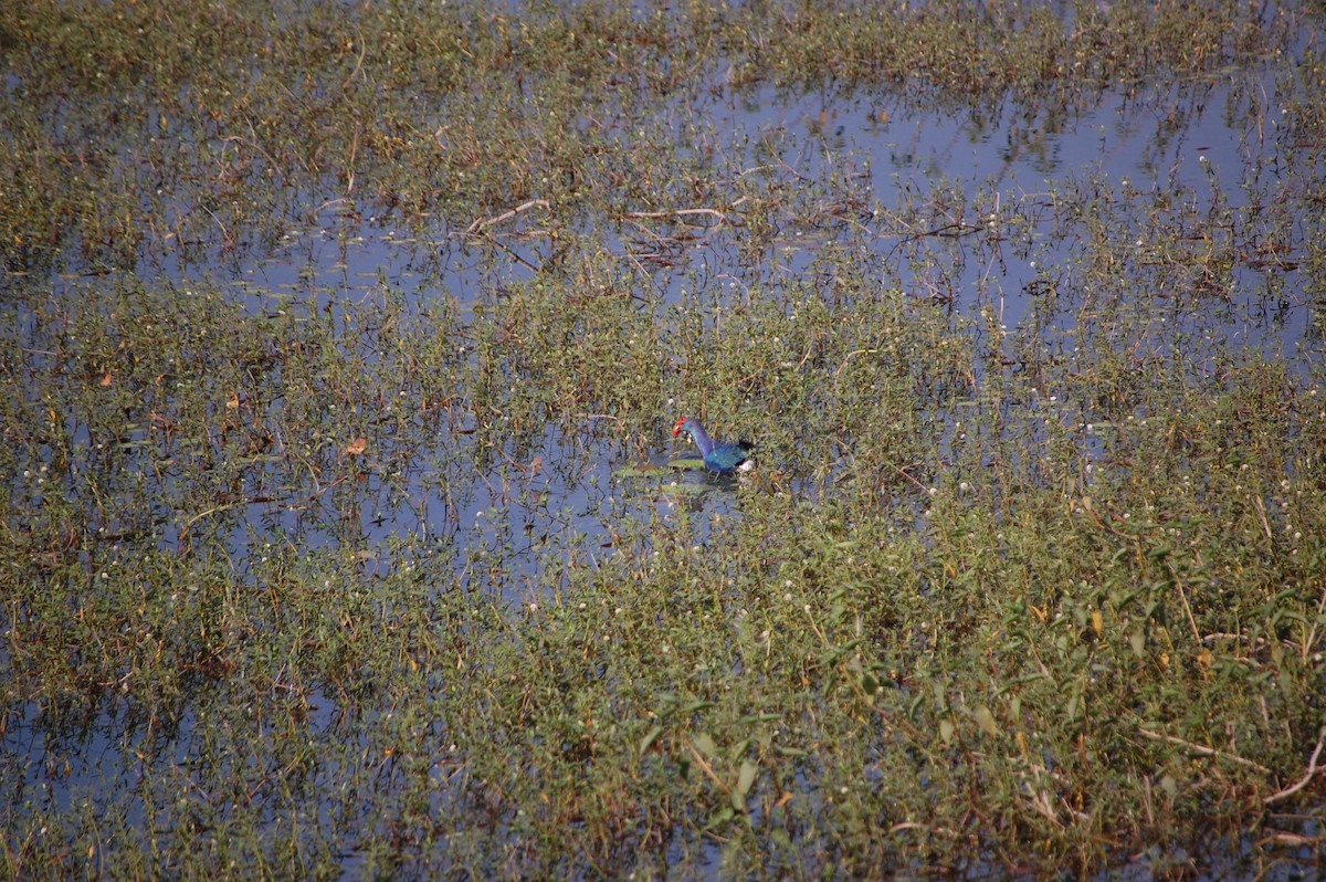 slípka šedohlavá - ML646967975