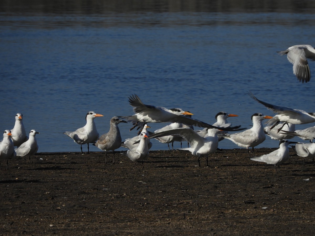 Txenada handi amerikarra - ML646967976