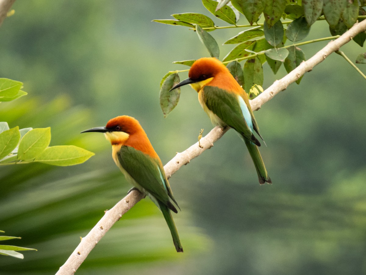 Abejaruco Cabecirrufo - ML646967978