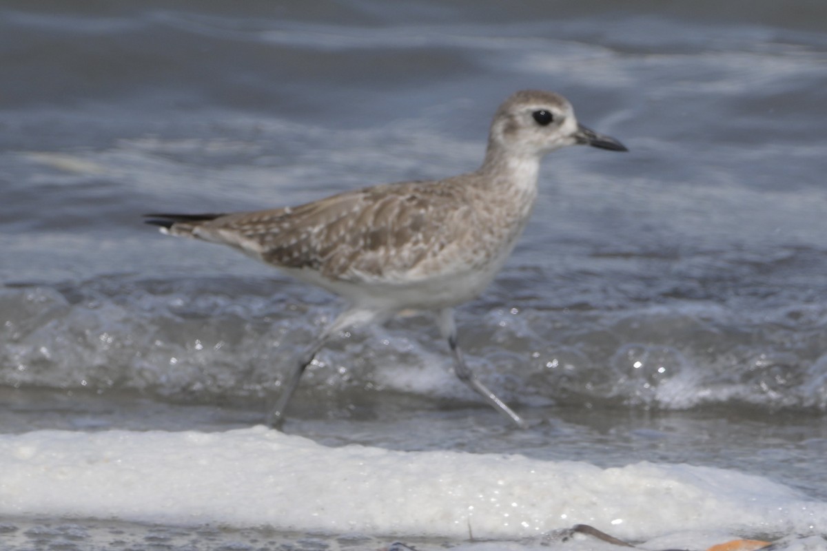 Gümüş Yağmurcun - ML646967981