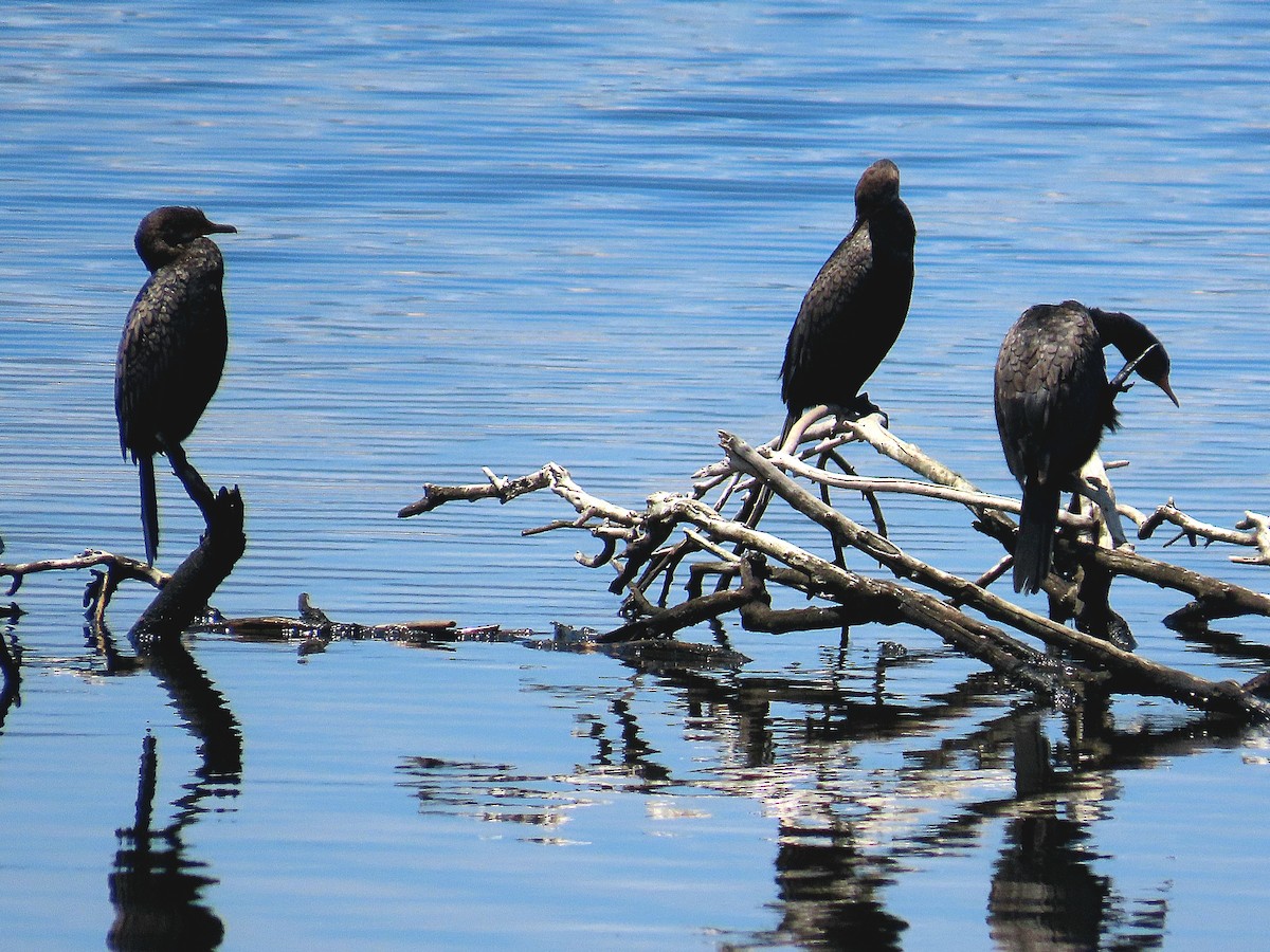 Reed Cormorant - ML646967982