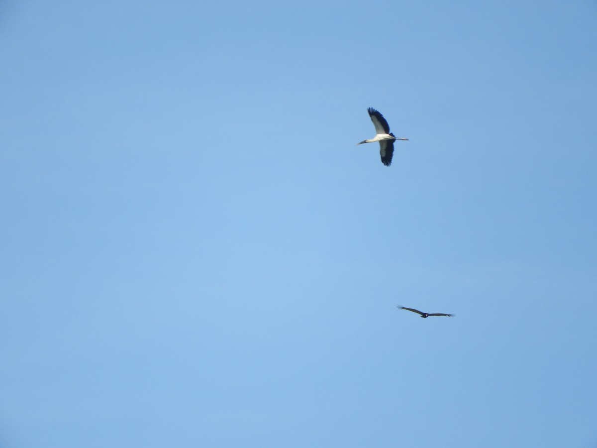 Tantalo amerikarra - ML646967983