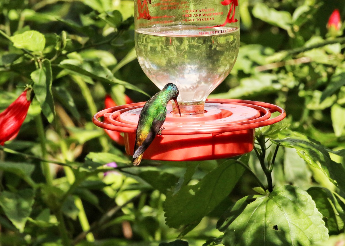 Golden-tailed Sapphire - ML646967984