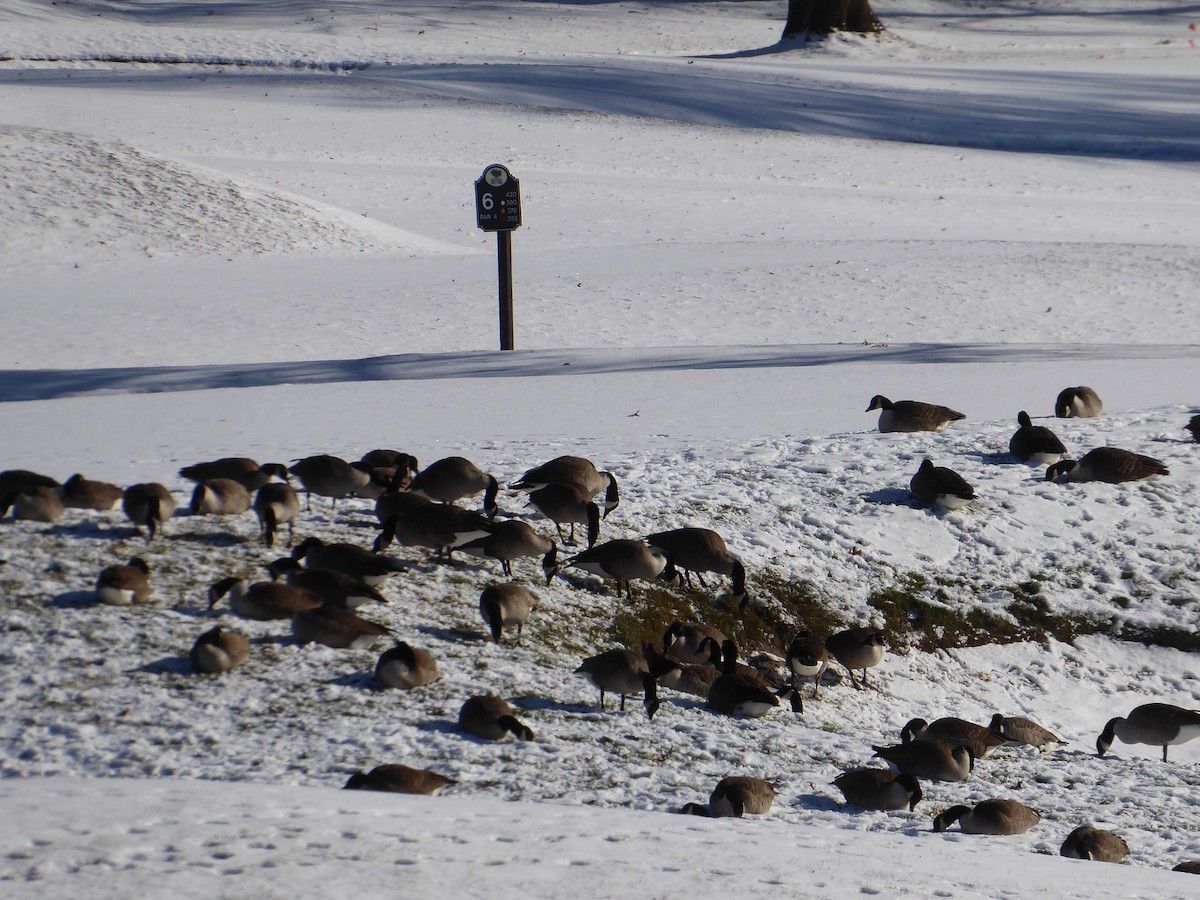 Branta kanadar handia - ML646967987