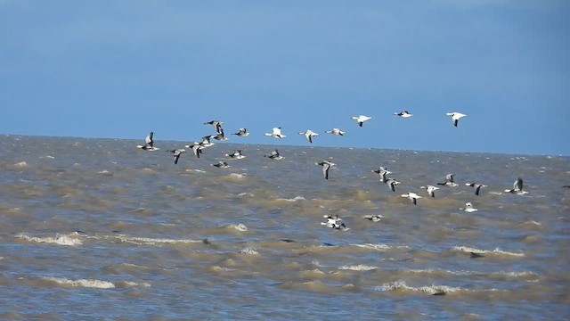 Гуска біла - ML646967988