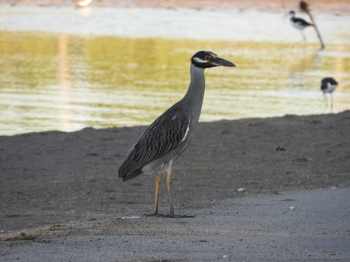 Yellow-crowned Night Heron - ML646967989