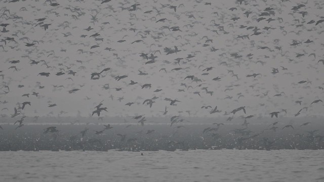 Чирянка-квоктун - ML646967992