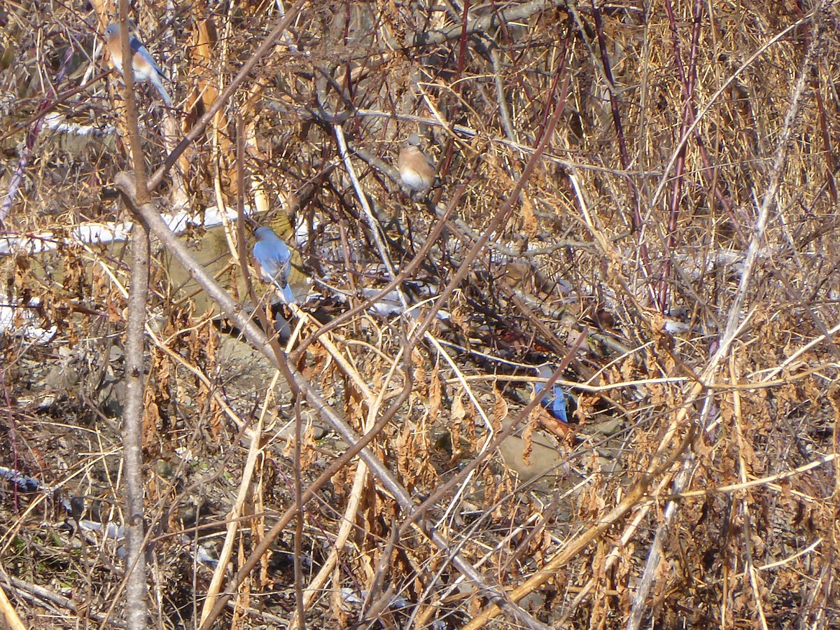 Eastern Bluebird - ML646967997